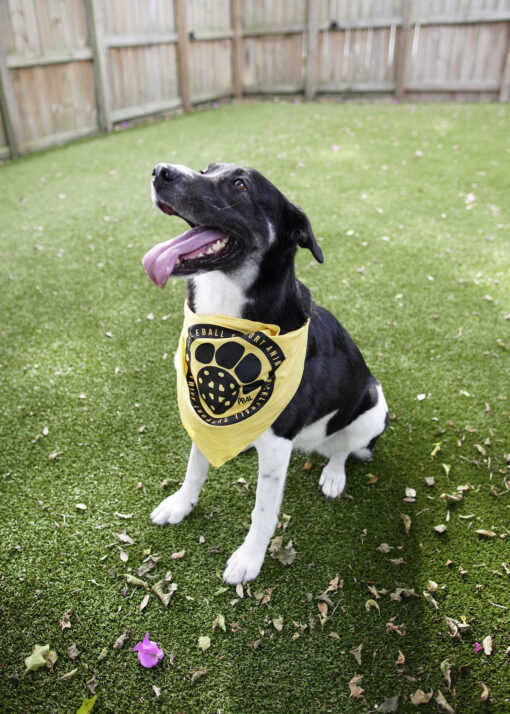 Pickleball Support Animal Bandana